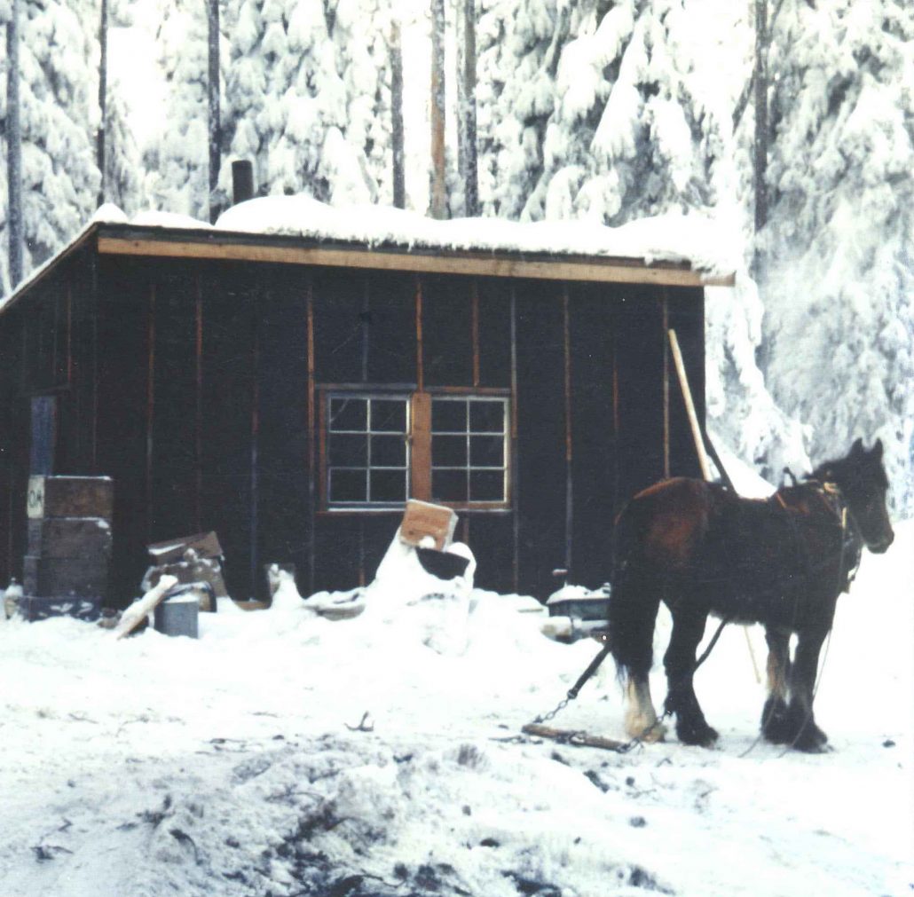 horse-at-logging-camp-1030x1011